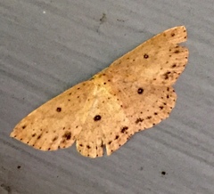 Cyclophora myrtaria