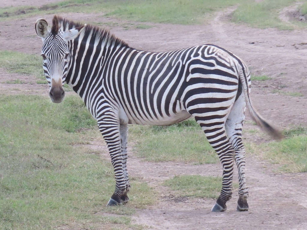 Grevy's Zebra