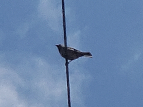 House Sparrow photographed in Florida