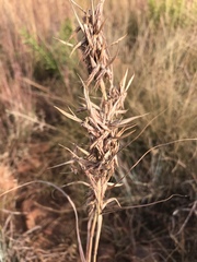 Cymbopogon pospischilii