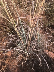 Cymbopogon pospischilii