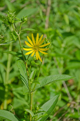 Silphium asteriscus