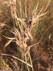 Cymbopogon pospischilii