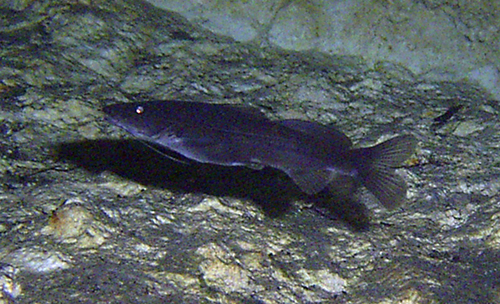 Rhamdia guatemalensis