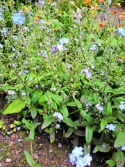 Myosotis sylvatica