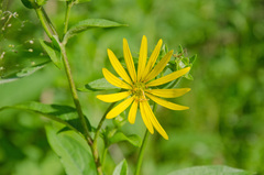 Silphium asteriscus