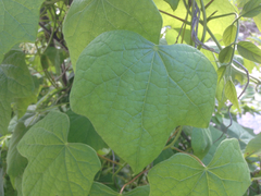 Menispermum canadense