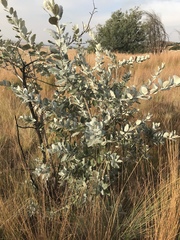 Brachylaena rotundata