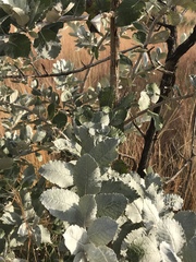 Brachylaena rotundata