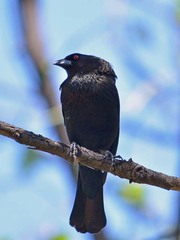 Molothrus aeneus