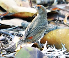 Haemorhous mexicanus