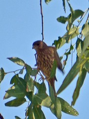 Haemorhous mexicanus