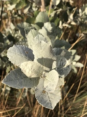 Brachylaena rotundata