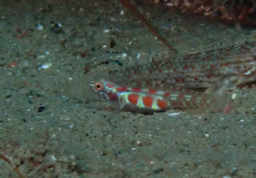 Eviota teresae