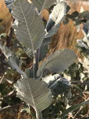 Brachylaena rotundata