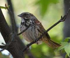 Melospiza melodia