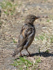 Passer domesticus