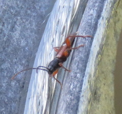 Phymatodes vulneratus