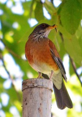 Turdus rufopalliatus
