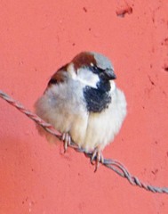 Passer domesticus