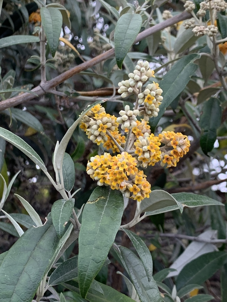 Buddleja nitida