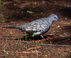 Columbina inca