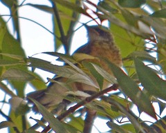 Turdus migratorius
