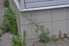 Centaurea pseudomaculosa