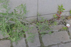 Centaurea pseudomaculosa