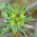 Euphorbia exigua - Photo 由 Cordula Bernert 所上傳的 (c) Cordula Bernert，保留部份權利CC BY-NC