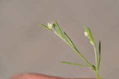 Centaurea pseudomaculosa