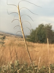 Urelytrum agropyroides