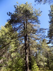 Pinus durangensis