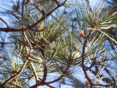 Pinus durangensis