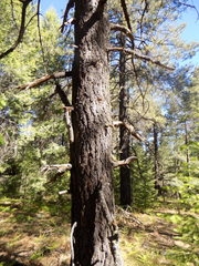 Pinus durangensis