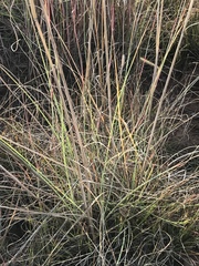 Urelytrum agropyroides