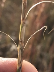 Urelytrum agropyroides