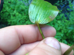 Potamogeton natans