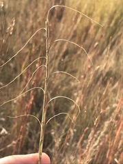 Urelytrum agropyroides