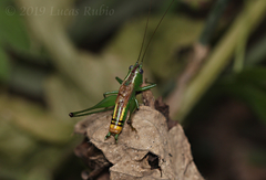 Conocephalus ochrotelus