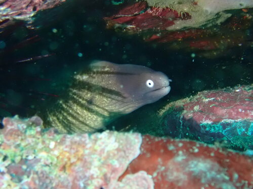 サビウツボの写真