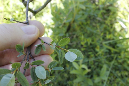Image of Salix myrtilloides by (c) juniperus_com, some rights reserved (CC BY)