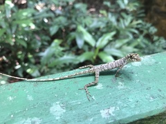 Anolis ortonii