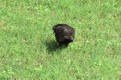 Columba livia