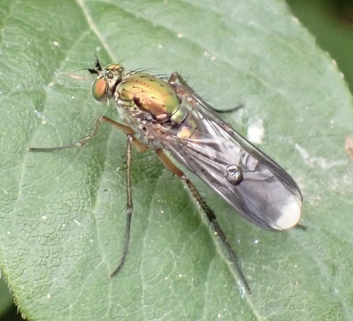 Semaphore Fly, Graafland, Groot-Ammers, South Holland, NL, photo 10 of 10
