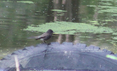 Sayornis nigricans