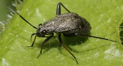 Orthocephalus saltator