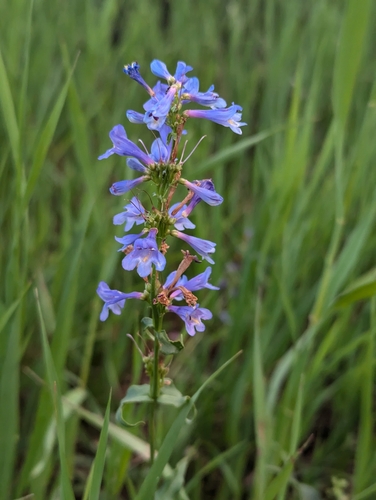 Penstemon watsonii