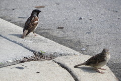 Passer domesticus