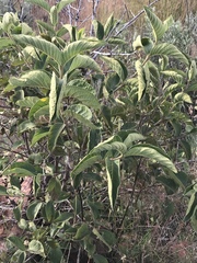 Vangueria infausta